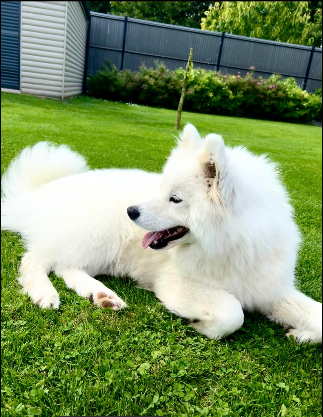 UNA dit NALA du Domaine des Oursons de Nala (Sans Affixe)
