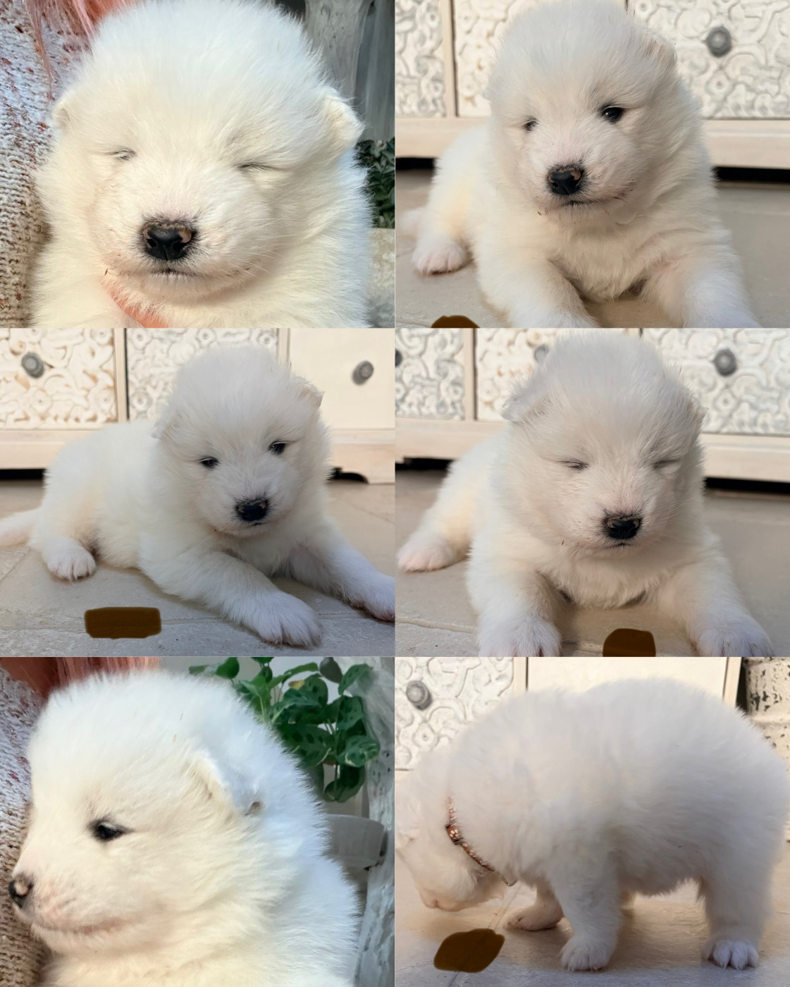 Domaine Des Oursons De Nala - Chiots disponibles - Samoyède