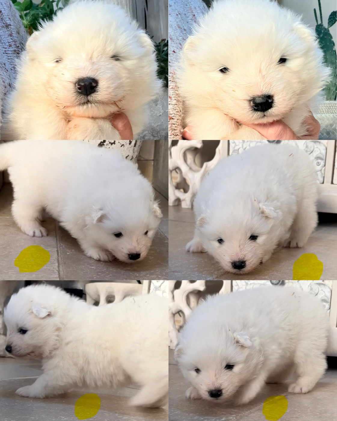 Domaine Des Oursons De Nala - Chiots disponibles - Samoyède