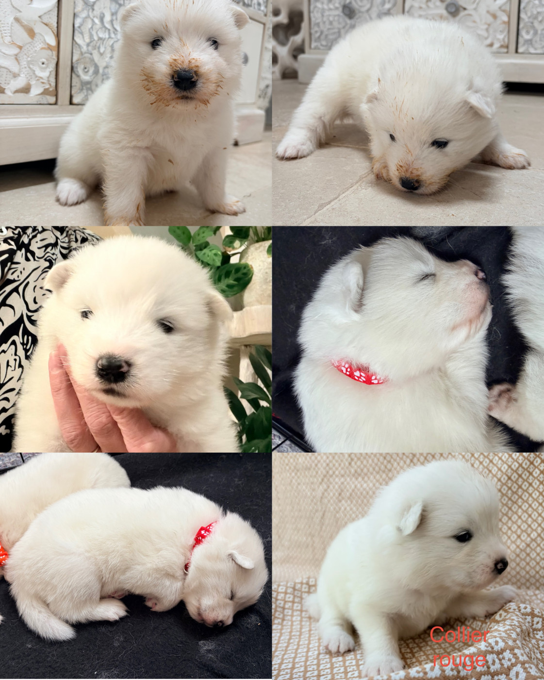 Domaine Des Oursons De Nala - Chiots disponibles - Samoyède