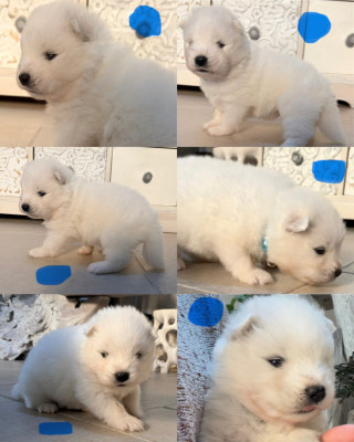 Bleu
